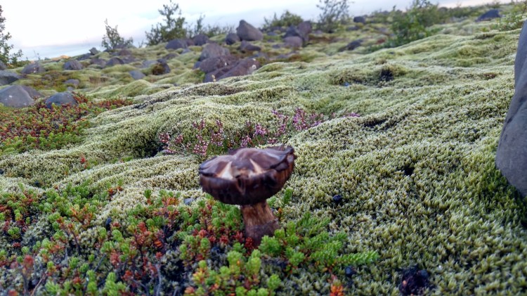 IMG_20150831_192657473_HDR