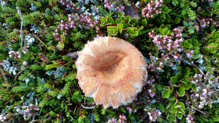 IMG_20150831_193112741_HDR