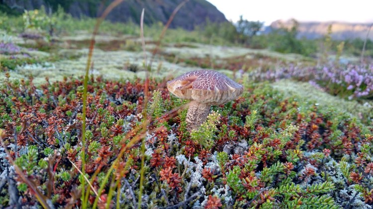 IMG_20150831_193231424_HDR (1)