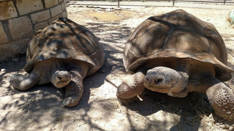 tortoises